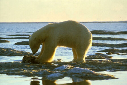 Polar bear-1 photo
