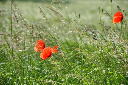 Field meadow spring