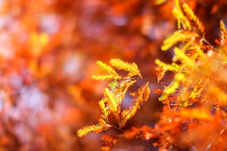 Forest scenic views plant