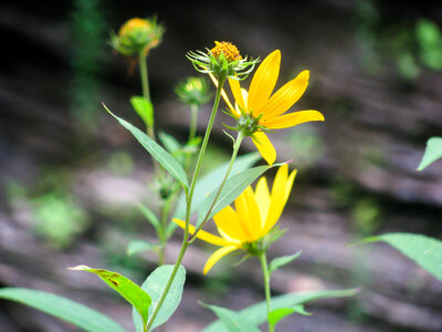 Yellow Flowers in Sun