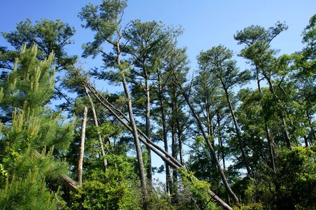 Branch branches conifer photo