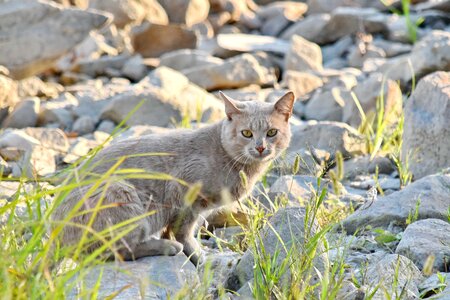 Big Rocks curiosity domestic cat