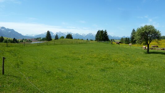 Dandelion flowers mountains