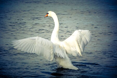 Lake nature white bird