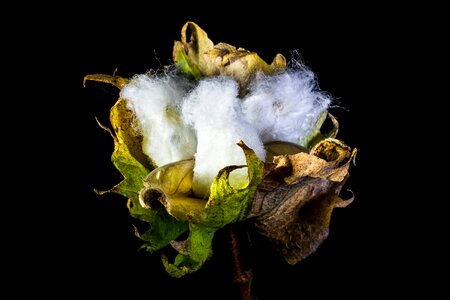 Cotton cotton shrub plant