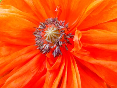 Red orange spring