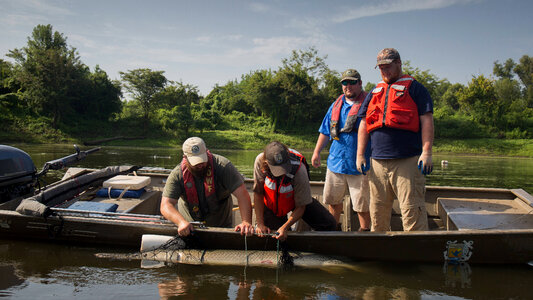 Alligator gar-2 photo