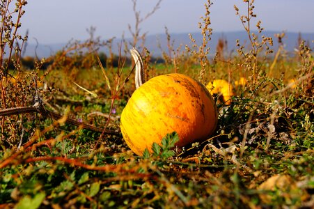 Halloween vegetables harvest