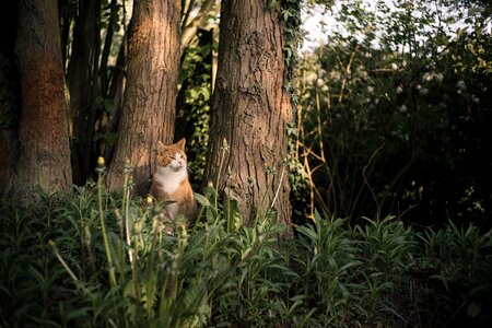 Cat tress nature