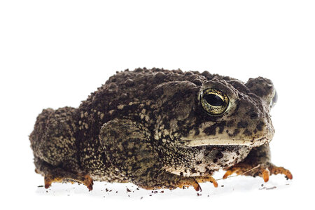 Woodhouse toad-2 photo
