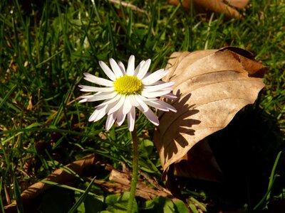 Daisy flower plant