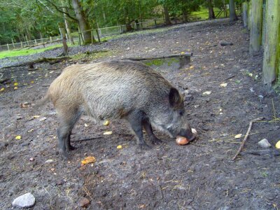 Animal boar photo