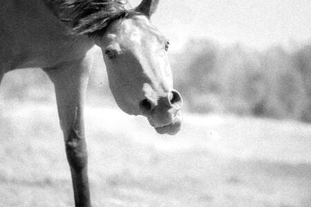 Fun Horse Close up photo
