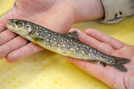 Fisheries worker aboard MV Spencer Baird holds juvenile lake trout-1