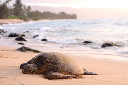 A Sea Turtle Rests on the Beach photo