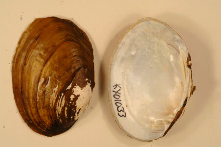 Ortmanniana ligamentina