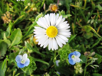 Yellow blue blossoms photo