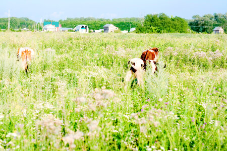 Cows in the field photo