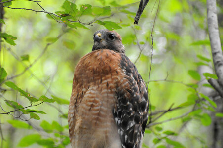 Red-shouldered hawk
