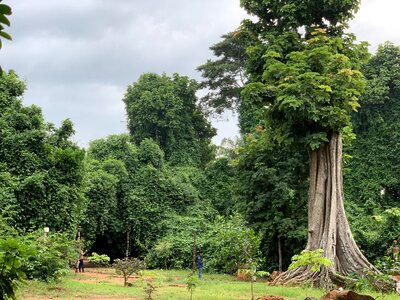 Landscape trees forest photo