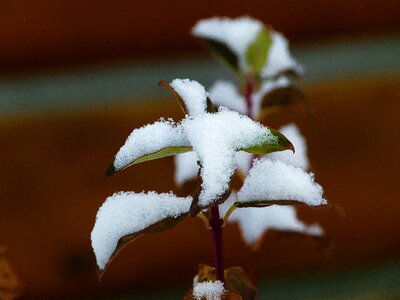 Winter wintry nature photo