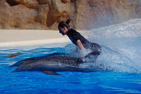 Dolphins swim fast photo