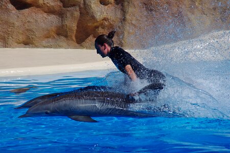 Dolphins swim fast