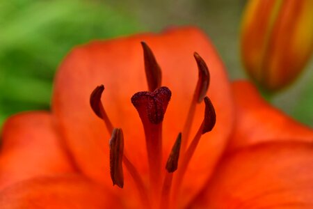 Close-Up lily macro photo