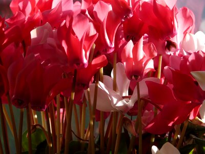 White flora ornamental plant photo