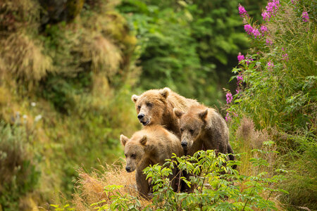 Kodiak brown bear with cubs-1