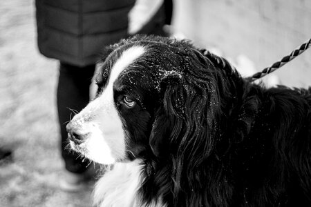 Black and White Portrait of Sad Dog photo