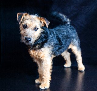 Pedigree cute puppy