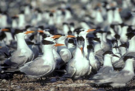 Background flock royal photo