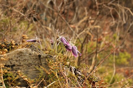 Plant natural blossom