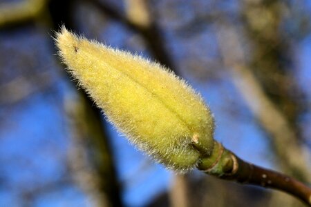 Plant spring liriodendron tulipifera photo