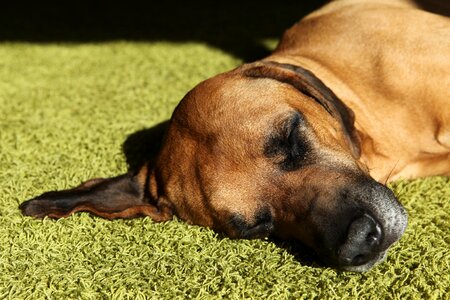 Rest head rhodesian ridgeback