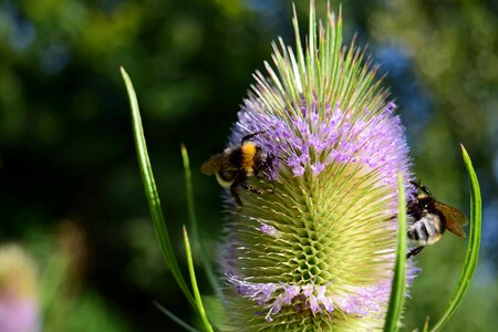 Animal arthropod beautiful flowers