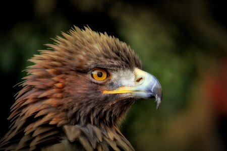 Golden Eagle headshot - Aquila chrysaetos photo