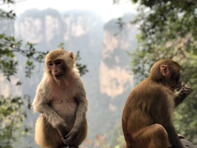 Animals jungle macaque photo
