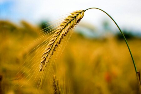 Agricultural agriculture barley