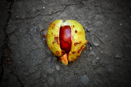 Chestnuts horse chestnut autumn