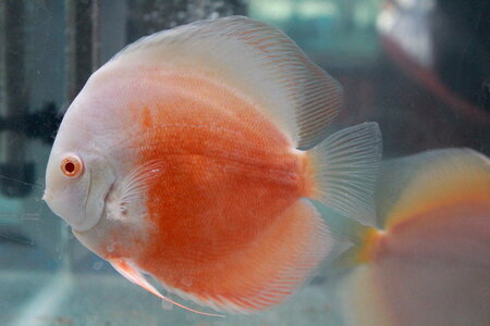 White Orange Fish photo