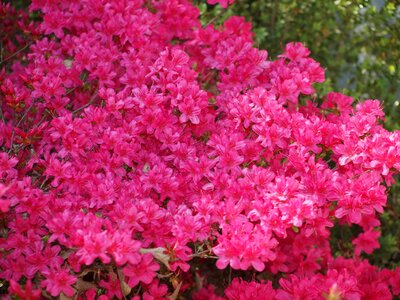 Flower garden bloom