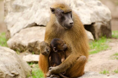 young olive baboons sitting on a stone photo