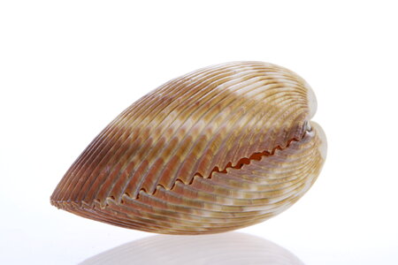 Seashell photo