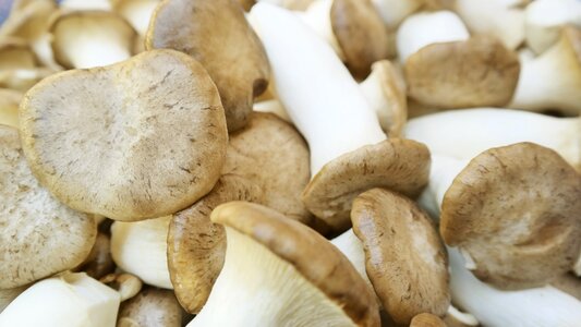 Mushroom vegetables vegetable