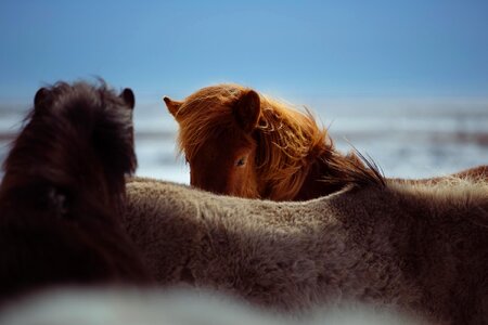 Animal cavalry fauna