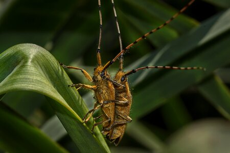 Animal arthropod beautiful photo