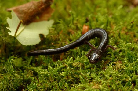 Mountain Plethodon nettingi salamander