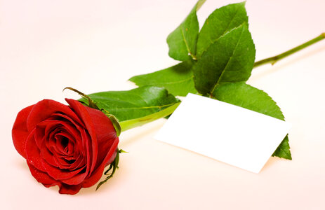 Red rose with card